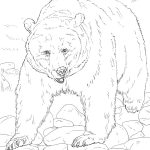 Realistic Animal Coloring Pages   Free Printable Wild Animals   Free Printable Wild Animal Coloring Pages