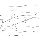 Sharks Coloring Pages | Free Coloring Pages   Free Printable Shark Coloring Pages