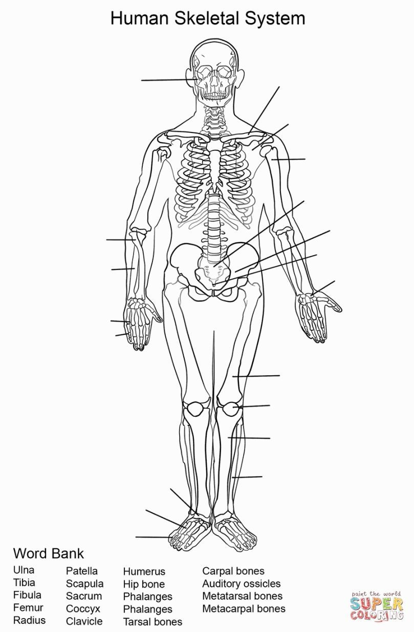 Printable Anatomy Worksheet for College Students