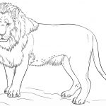 Standing Lion Coloring Page | Free Printable Coloring Pages   Free Printable Picture Of A Lion