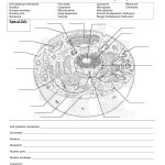 Worksheet : Animal Cell Coloring Animal Color Page Worksheet And   Free Printable Cell Worksheets