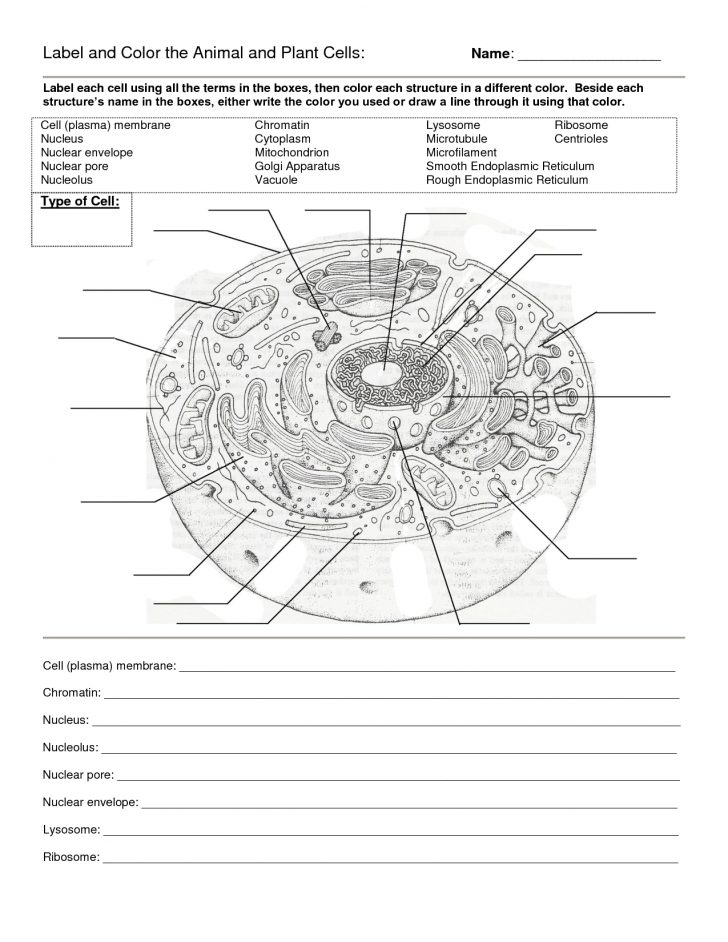 Free Printable Cell Worksheets