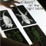 Zoology: Exploring X Rays On The Light Table ⋆ Sugar, Spice And Glitter   Free Printable Animal X Rays